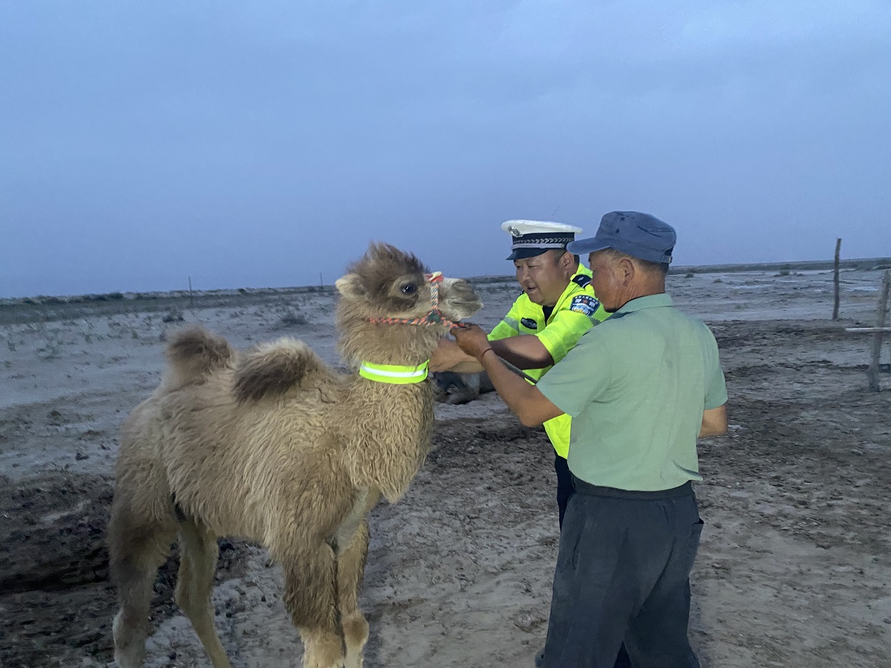 5月27日,和硕县公安局民警为牲畜逐一佩戴反光条。王建全摄.jpg